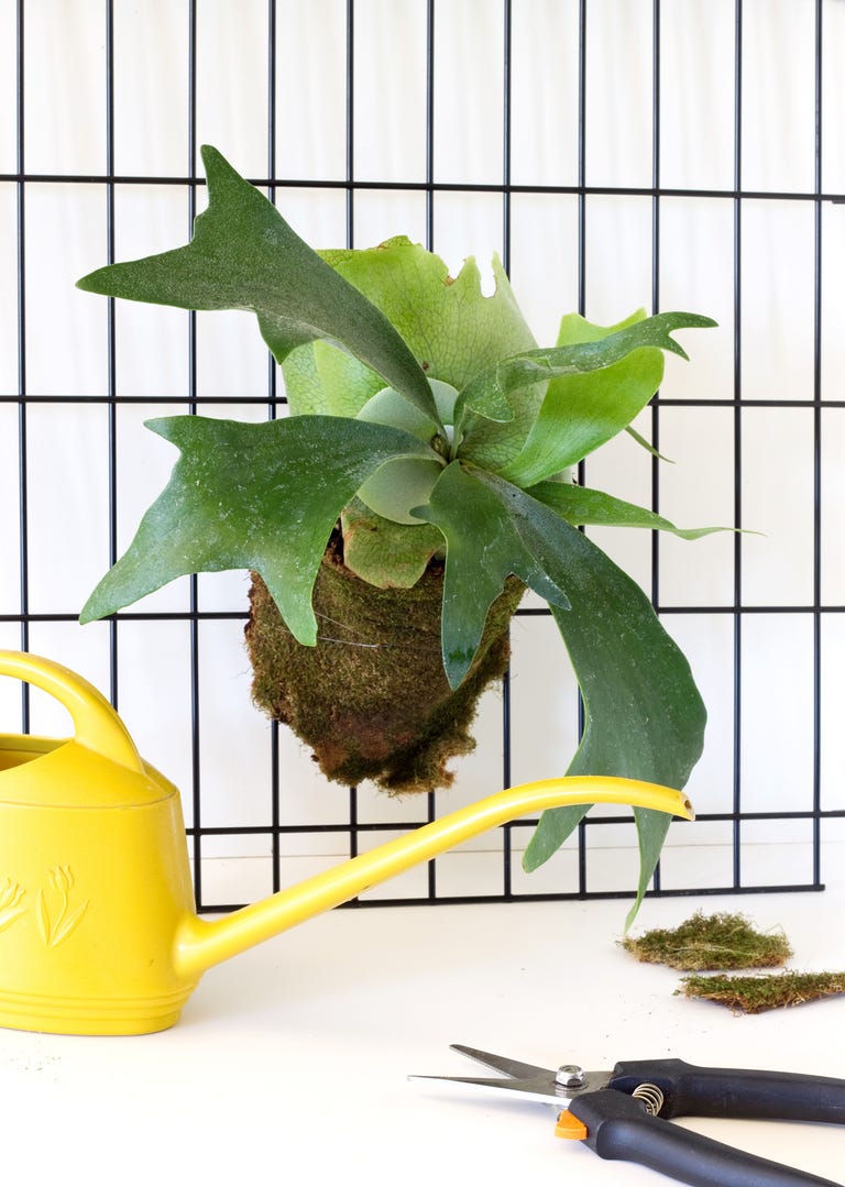 20 Best Indoor Plants Good Inside Plants for Small Space