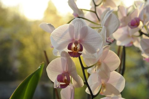 orchids