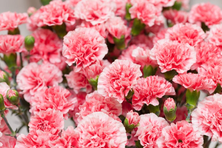 Carnation Fun Facts - Why Carnations Are the Best