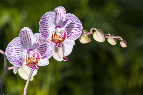 orchids