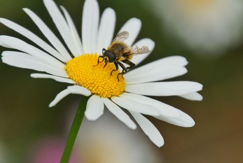 Things You Didn't Know About Daisies - Daisy Fun Facts