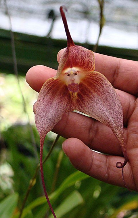 monkey orchid