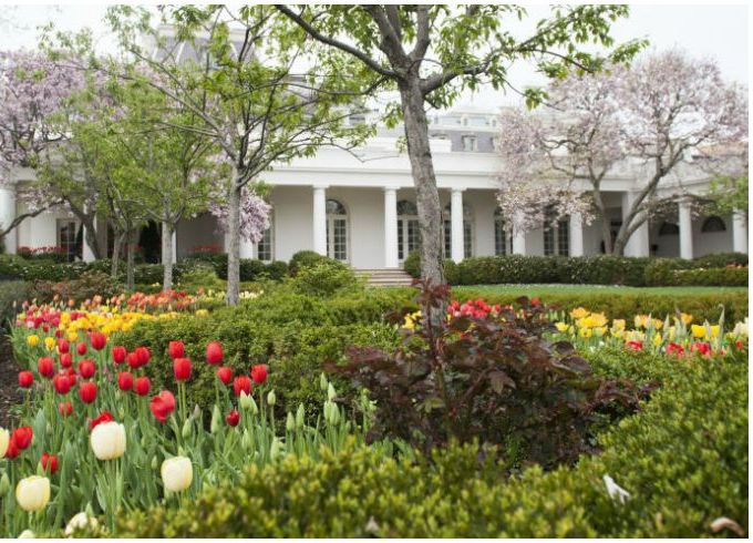 jackie o rose garden