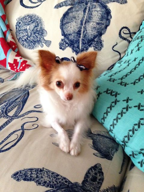 Vertebrate, Dog, Toy dog, Carnivore, Linens, Dog breed, Turquoise, Teal, Fawn, Chihuahua, 