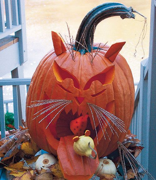 Image result for cats eating pumpkin