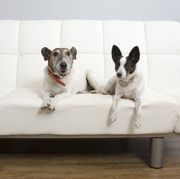 dogs on futon