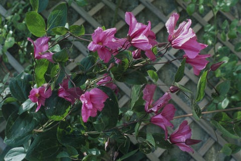 Where To Grow Clematis Clematis Decorating Ideas Where To Grow Clematis Clematis Decorating Ideas