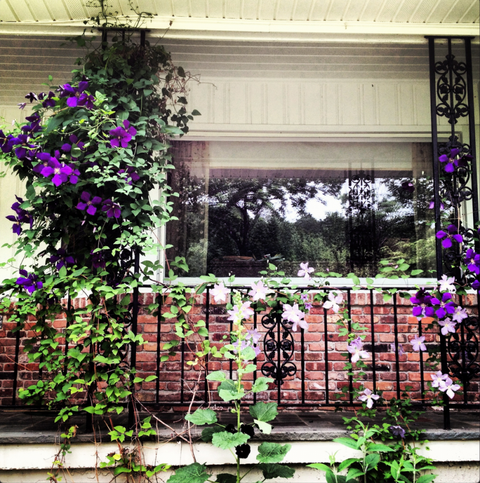 Where To Grow Clematis Clematis Decorating Ideas Where To Grow Clematis Clematis Decorating Ideas
