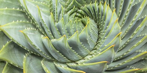 Facts About Aloe Vera Aloe Vera Plant Information
