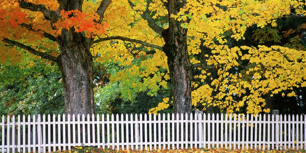 Fall Picket Fence