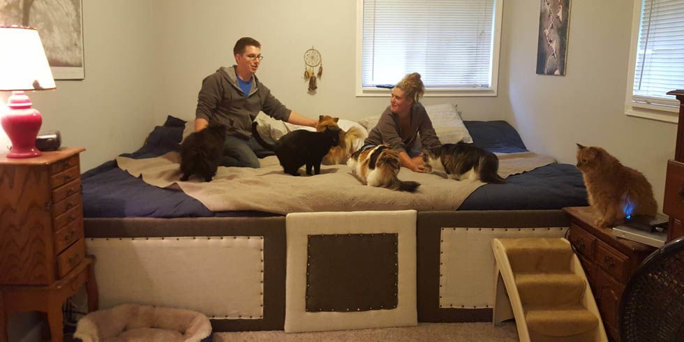 big bed for humans and dogs