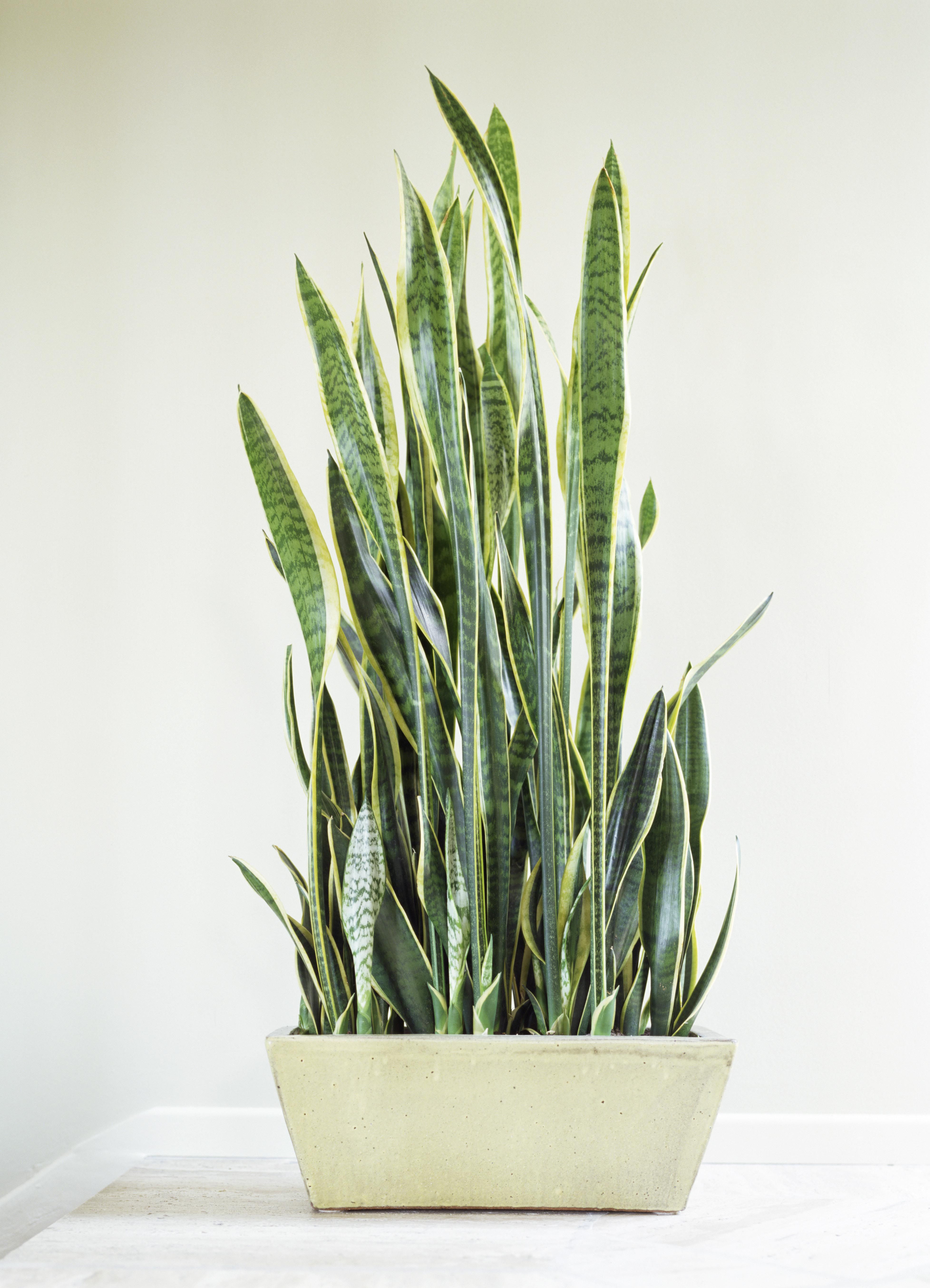 12 Houseplants That Can Survive Low Light Best Indoor Plants