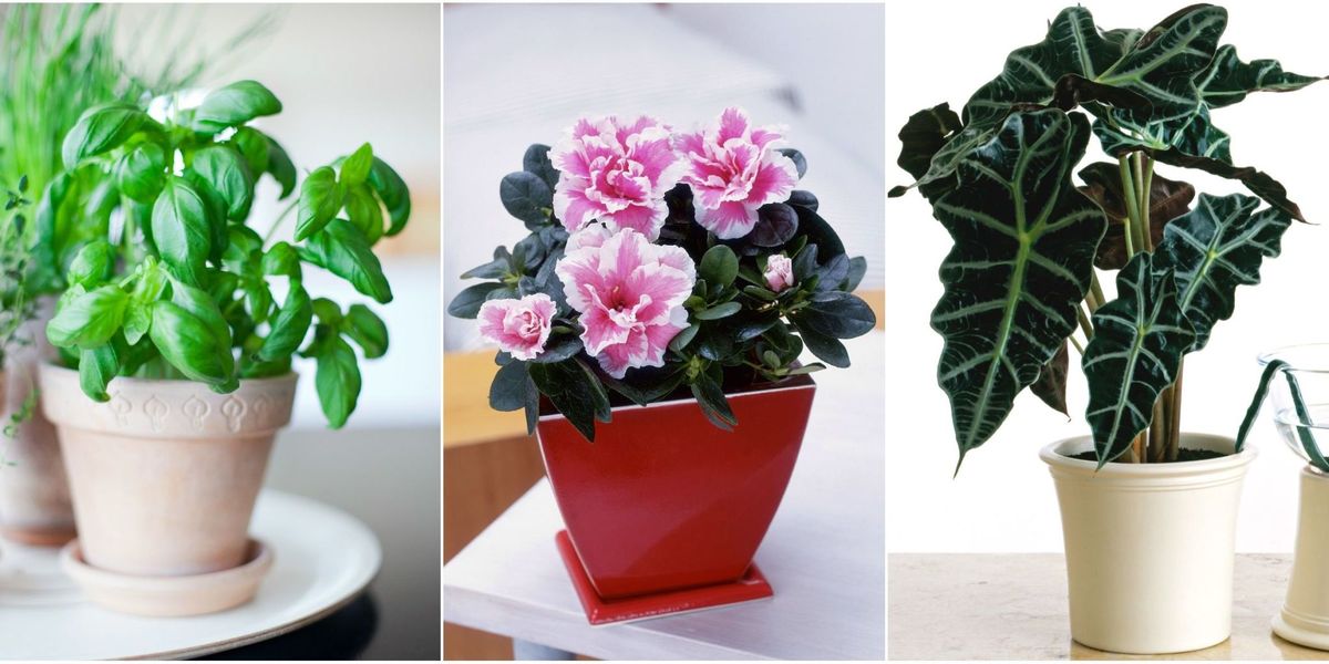 How Plants That Are Difficult to Grow HighMaintenance House Plants