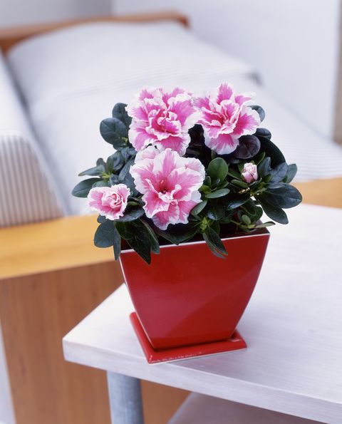 Petal, Flowerpot, Flower, Pink, Interior design, Vase, Flowering plant, Artifact, Flower Arranging, Floral design, 