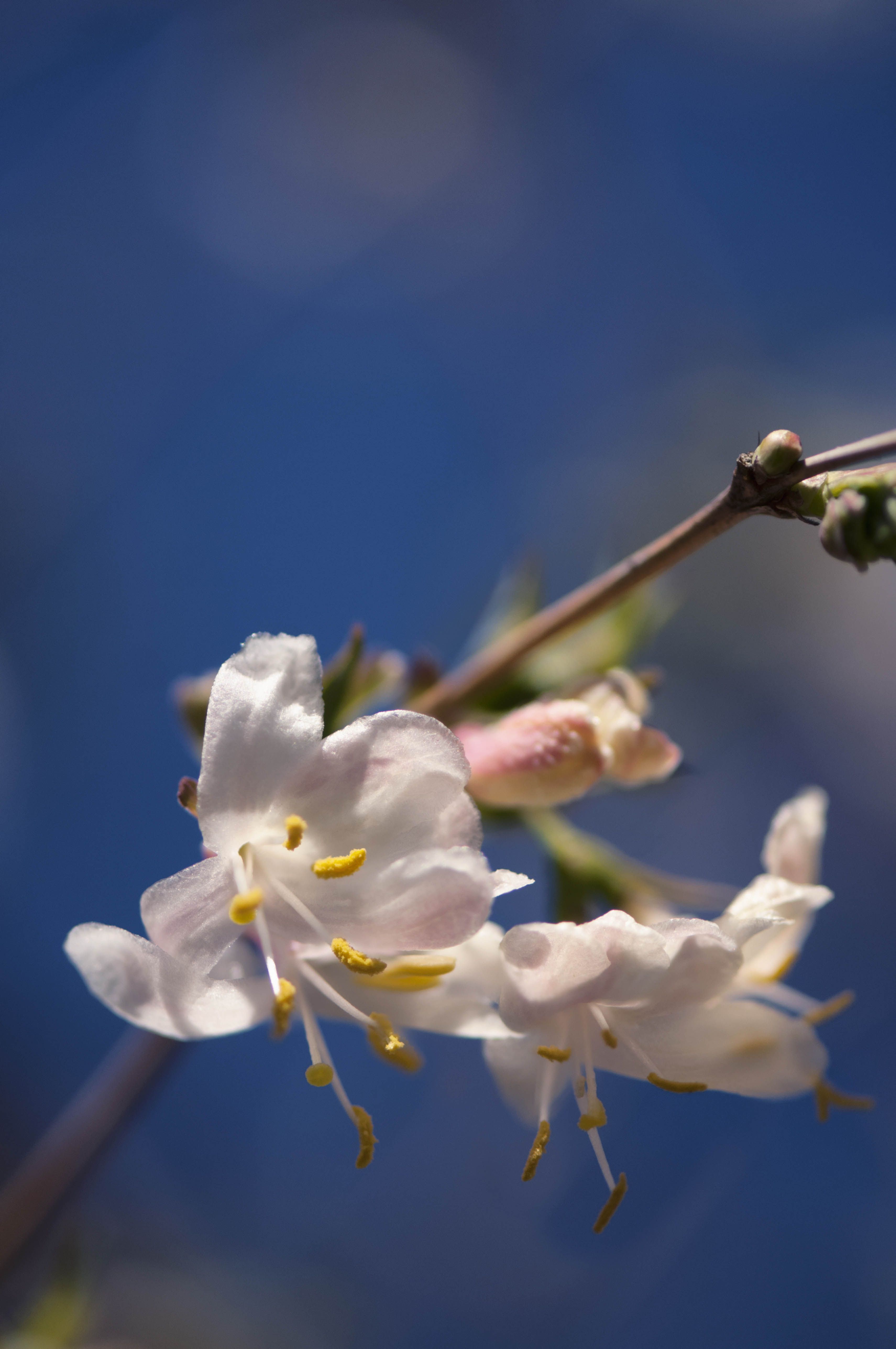 15 Best Plants That Bloom In Winter - Flowers That Develop In The Cold