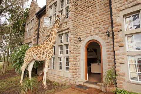 Giraffidae, Brown, Window, Giraffe, Property, Wall, Facade, Adaptation, Real estate, Door, 