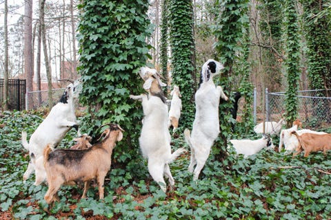 goat landscaping easy ivy and vegetation removal