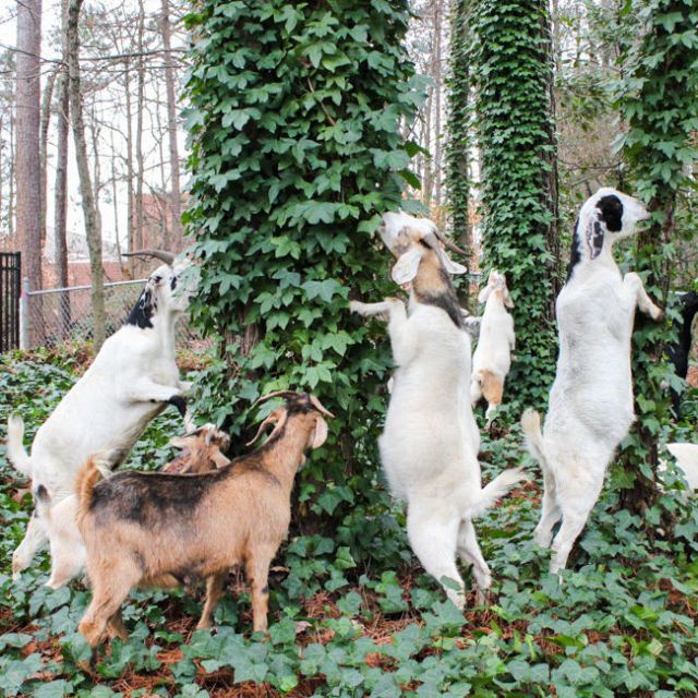 Landscaping Goats