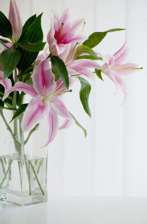 Petal, Flower, Pink, Cut flowers, Flowering plant, Floristry, Vase, Flower Arranging, Botany, Artifact, 