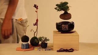 Flowerpot, Botany, Interior design, Houseplant, Still life photography, Vase, Plant stem, Artifact, 
