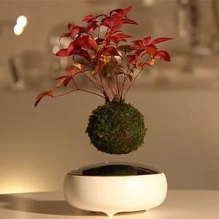 floating-bonsai-tree-on-table