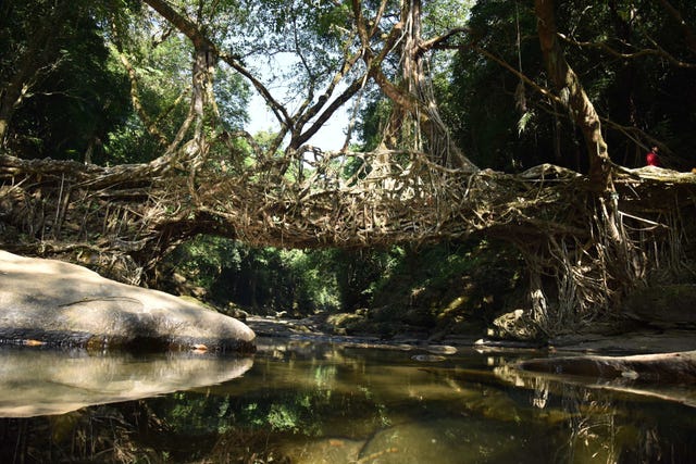 Living Root Bridges - Amazing Photos of Living Bridges