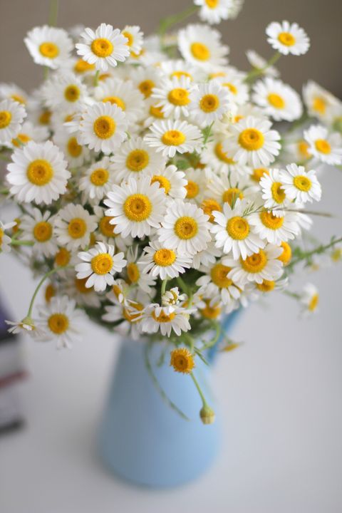 Flower, mayweed, Oxeye daisy, Cut flowers, Daisy, Marguerite daisy, Chamaemelum nobile, Bouquet, chamomile, camomile, 
