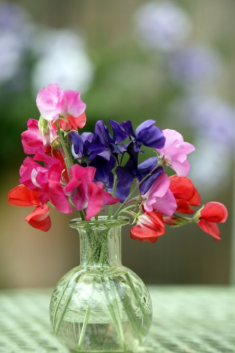 Flower, Pink, Petal, Cut flowers, Plant, Vase, Bouquet, Flowering plant, Purple, Still life, 