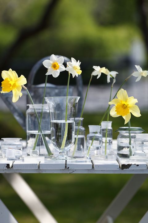 Flower, Yellow, Petal, Narcissus, Plant, Flowering plant, Spring, Wildflower, Table, Grass, 
