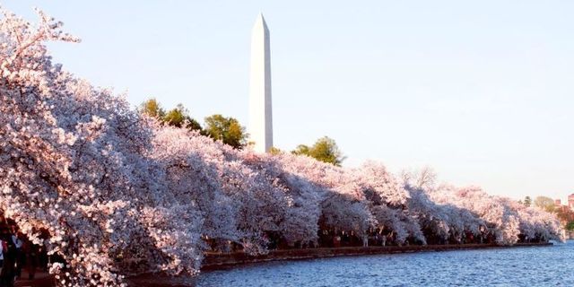 Q&A: A Few Things You Might Not Know About D.C.'s Cherry Blossoms