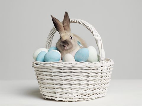 domestic rabbit, rabbits and hares, rabbit, easter, basket, easter bunny, turquoise, bird nest, easter egg, wicker,