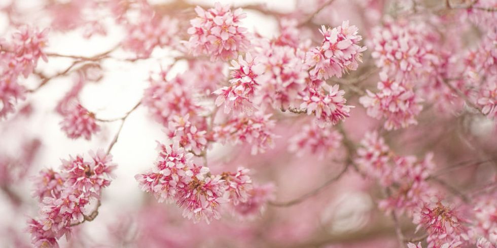 Cherry Blossoms - 11 Stunning Photos of Cherry Blossoms Just in Time ...