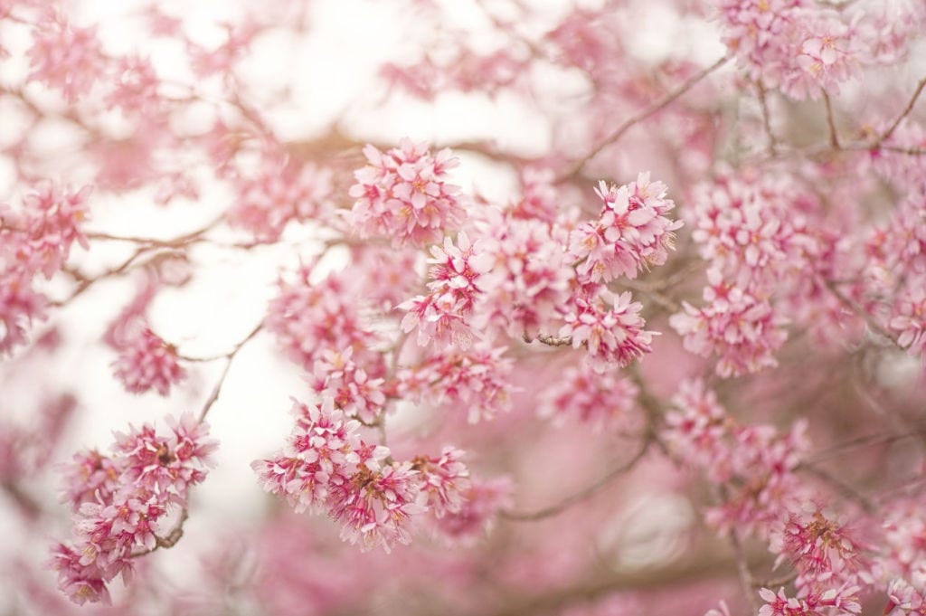 Cherry Blossoms - 11 Stunning Photos of Cherry Blossoms Just in Time for Spring Cherry Blossoms - 11 Stunning Photos of Cherry Blossoms Just in Time for Spring