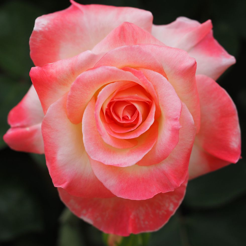 Flowers Named After Royals - Princess Diana Roses