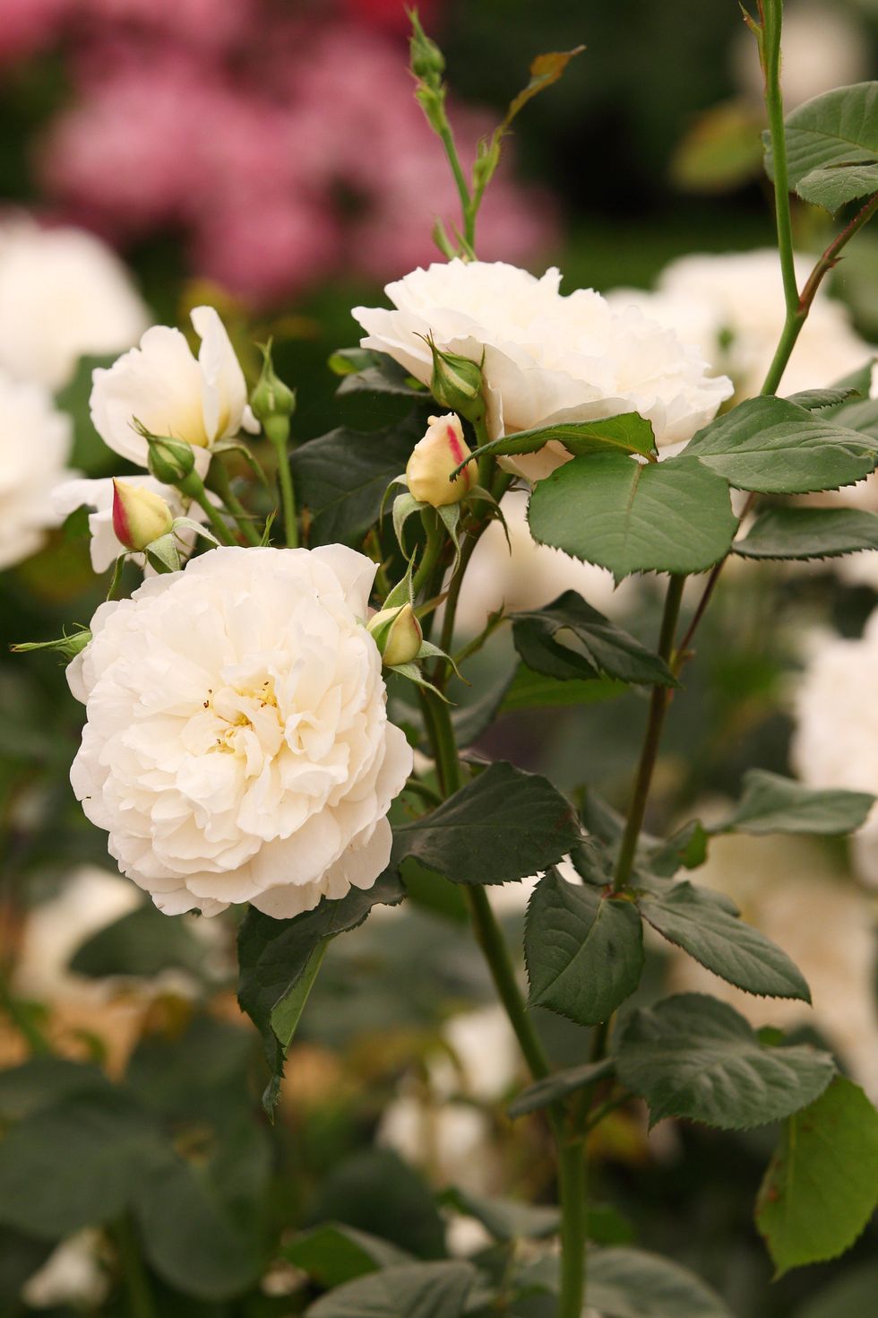 Flowers Named After Royals - Princess Diana Roses