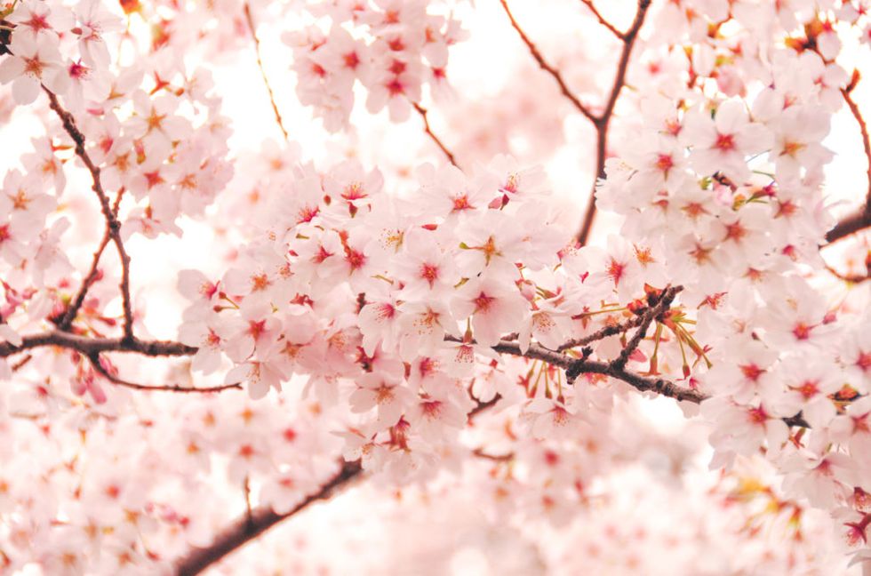 Branch, Daytime, Petal, Organism, Colorfulness, Flower, Twig, White, Pink, Blossom, 