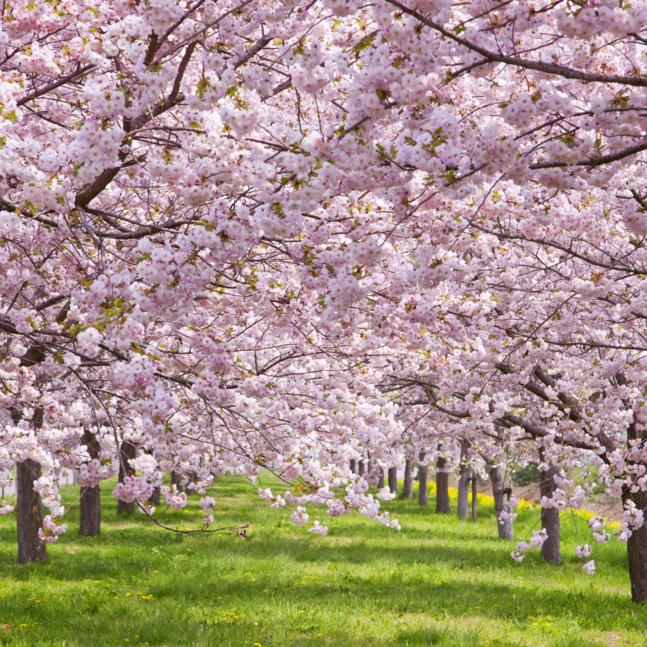 16 Cherry Blossoms Facts - Cherry Blossoms And Blossom Tree Trivia