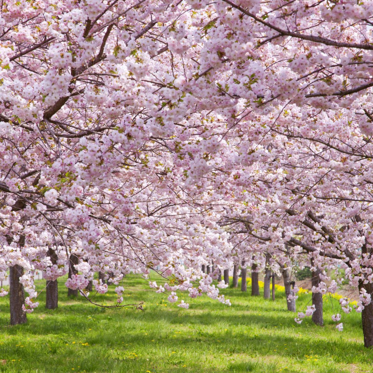 16 Cherry Blossoms Facts - Cherry Blossoms and Blossom Tree Trivia