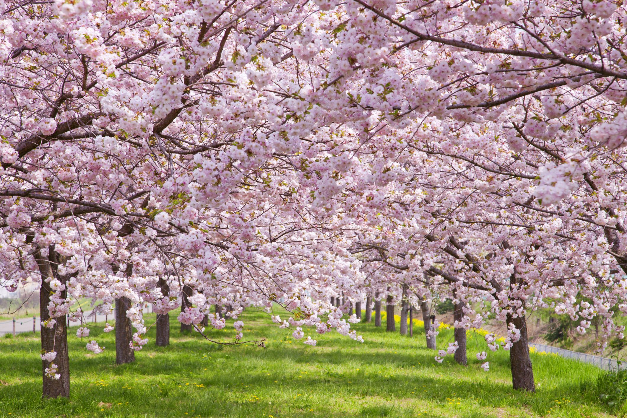 Sakura Japanese Cherry Blossom Garden Wallpaper A collection of the top ...