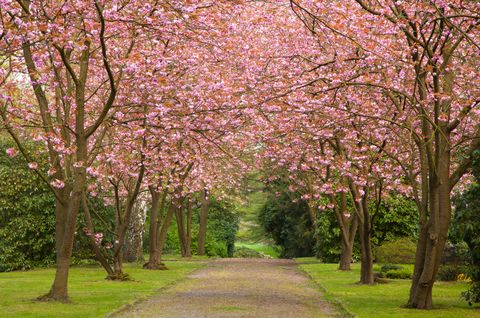 16 Cherry Blossoms Facts - Cherry Blossoms and Blossom Tree Trivia