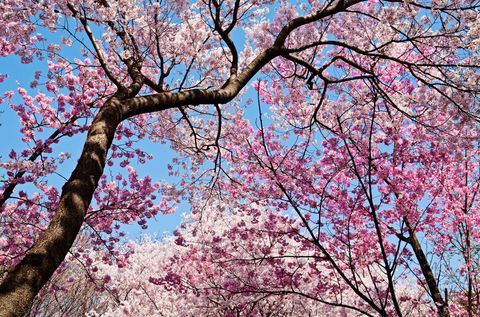 16 Cherry Blossoms Facts Cherry Blossoms And Blossom Tree Trivia