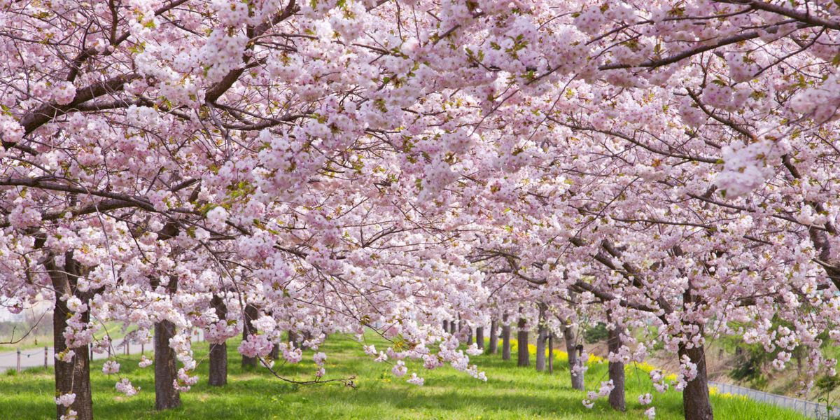 16 Cherry Blossoms Facts - Cherry Blossoms and Blossom ...