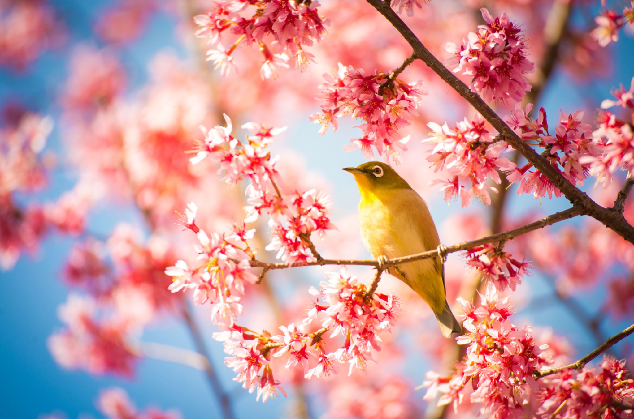 16 Cherry Blossoms Facts - Cherry Blossoms And Blossom Tree Trivia