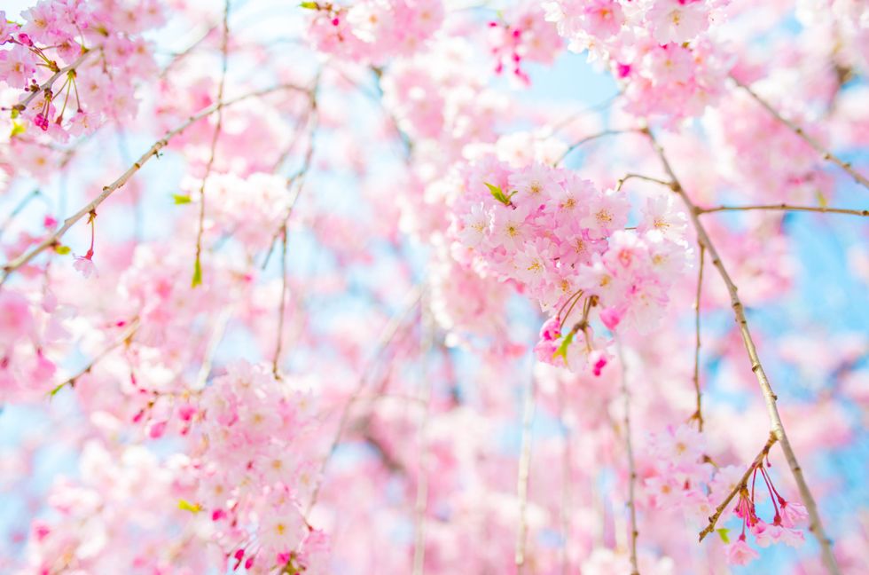 Branch, Colorfulness, Blue, Daytime, Flower, Twig, Petal, Pink, Blossom, Beauty, 