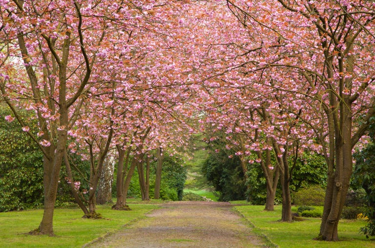 cherry tree quiz 16 cherry blossoms facts cherry blossoms and blossom tree trivia cherry tree quiz 16 cherry blossoms facts cherry blossoms and blossom tree trivia