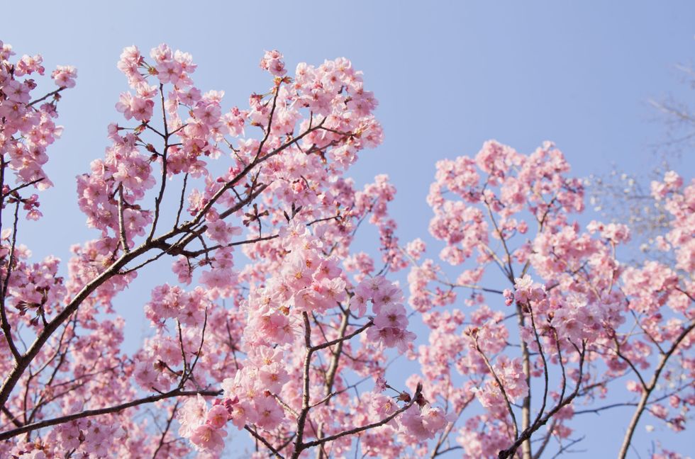Branch, Blue, Daytime, Petal, Flower, Twig, Pink, Blossom, Colorfulness, Beauty, 