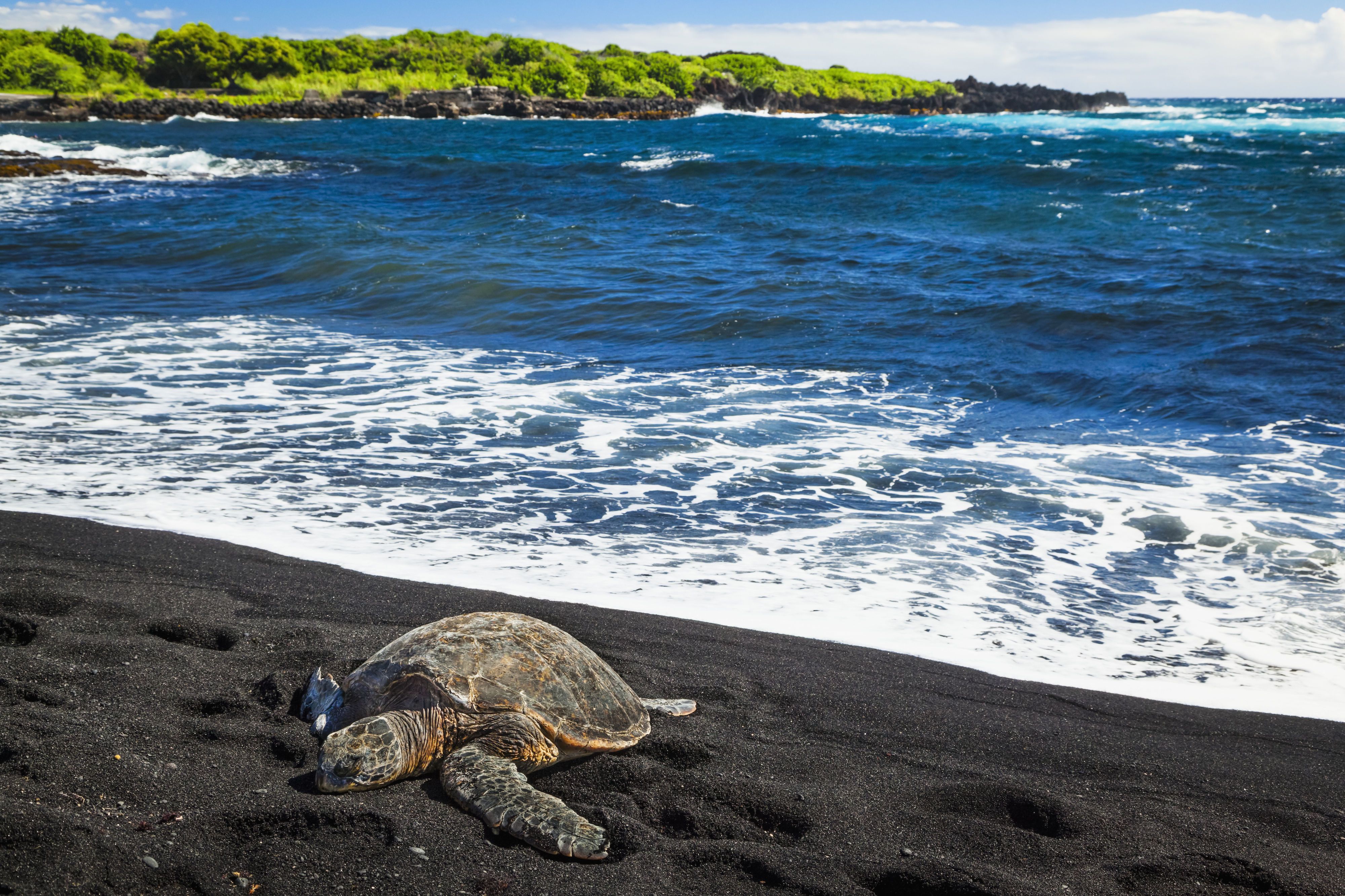 20 Best Black Sand Beaches In The World Volcanic Sand Beaches To Visit   Gallery 1460148734 Punaluu Beach Hawaii 