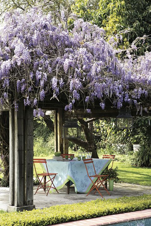 wisteria trellis pictures