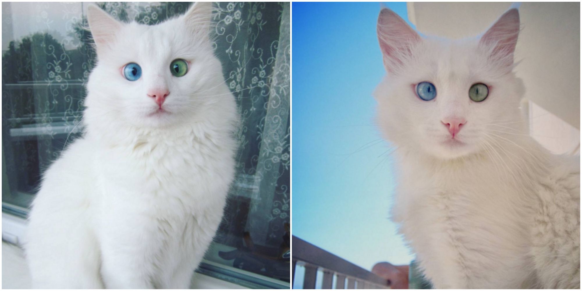 Alos The Cat Cats Of Instagram