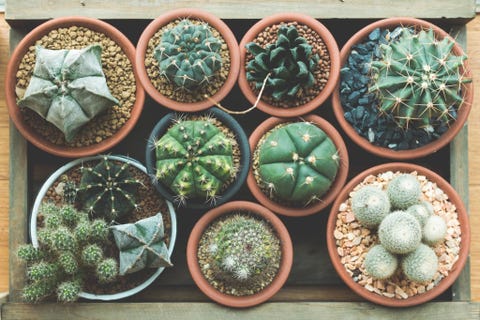 Image result for succulents & cactus